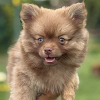 Brownie, 1 femelle de type pomsky chocolat #2