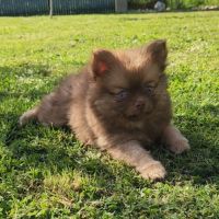 Brownie, 1 femelle de type pomsky chocolat #3