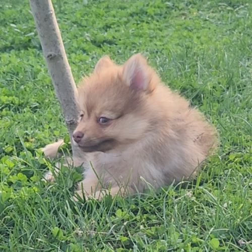 Bijou, 1 femelle de type pomsky chocolat clair #1