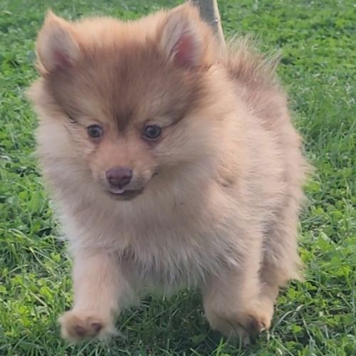 Bijou, 1 femelle de type pomsky chocolat clair #2