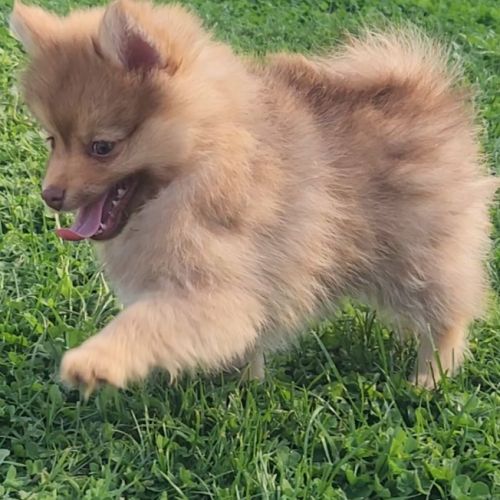 Bijou, 1 femelle de type pomsky chocolat clair #3