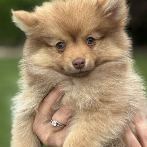 Bijou, 1 femelle de type pomsky chocolat clair #7