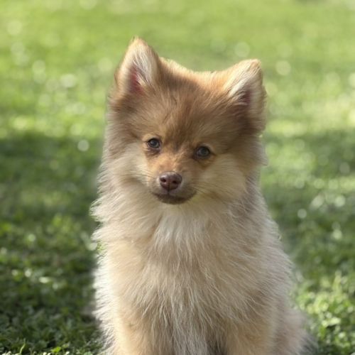 Bijou, 1 femelle de type pomsky chocolat clair