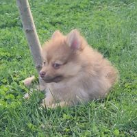 Bijou, 1 femelle de type pomsky chocolat clair #1