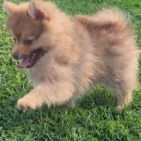 Bijou, 1 femelle de type pomsky chocolat clair #3