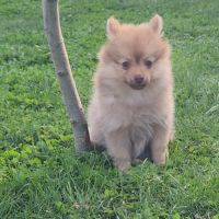 Bijou, 1 femelle de type pomsky chocolat clair #4