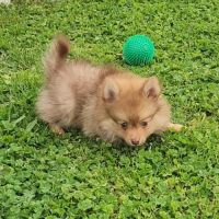Bijou, 1 femelle de type pomsky chocolat clair