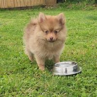 Bijou, 1 femelle de type pomsky chocolat clair #6