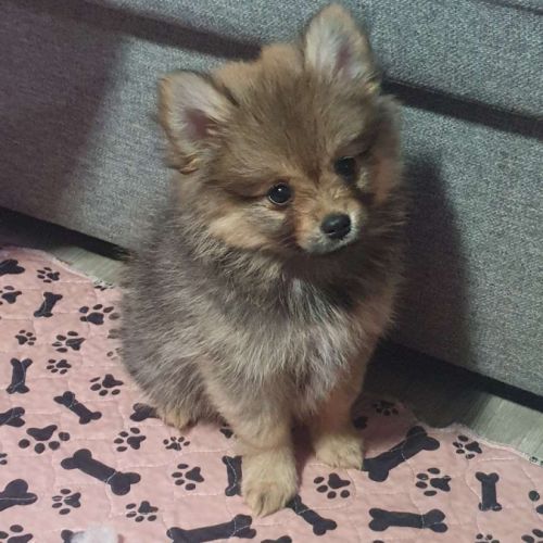 Biscotte, 1 femelle de type pomsky charbonnée #2
