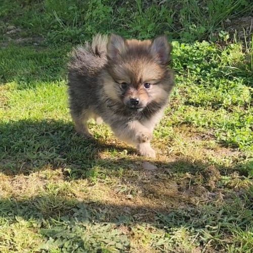 Biscotte, 1 femelle de type pomsky charbonnée #3