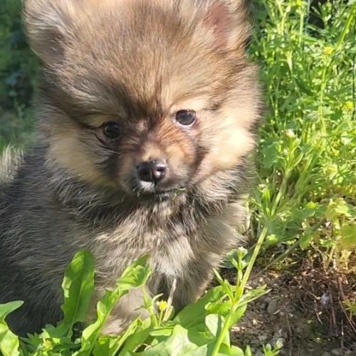 Biscotte, 1 femelle de type pomsky charbonnée #5