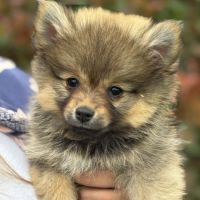 Biscotte, 1 femelle de type pomsky charbonnée