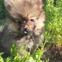 Biscotte, 1 femelle de type pomsky charbonnée #5