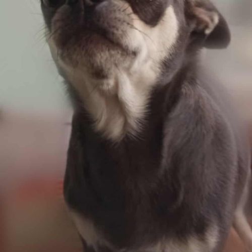 Superbes chiots chihuahua mâles et femelles #1