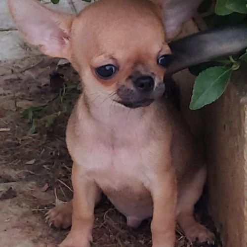 Superbes chiots chihuahua mâles et femelles #1