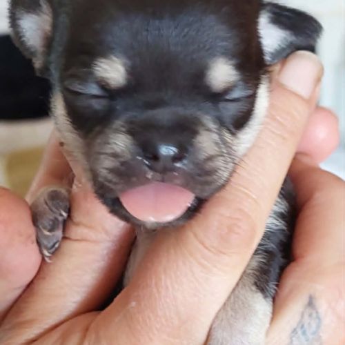 Superbes chiots chihuahua mâles et femelles #4