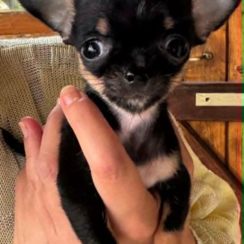 Superbes chiots chihuahua mâles et femelles #4
