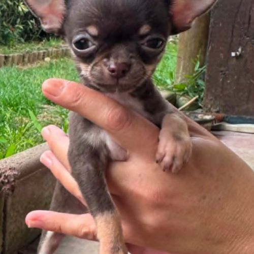 Superbes chiots chihuahua mâles et femelles #5