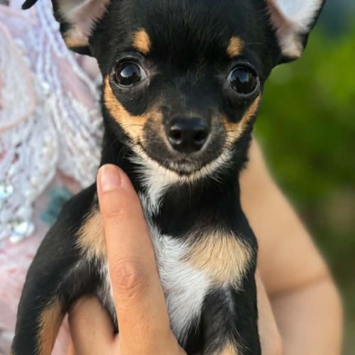 Superbes chiots chihuahua mâles et femelles #4
