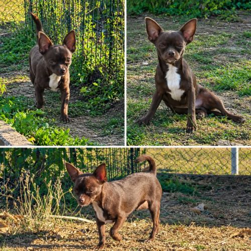 Superbes chiots chihuahua mâles et femelles #2
