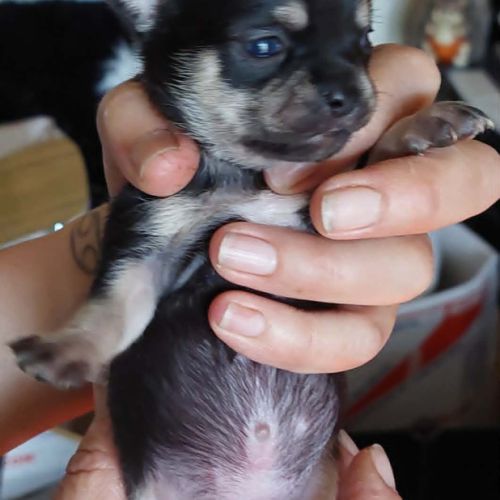 Superbes chiots chihuahua mâles et femelles #7