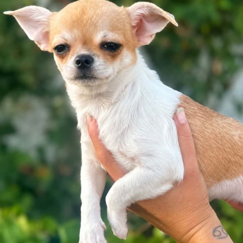 Superbes chiots chihuahua mâles et femelles #5