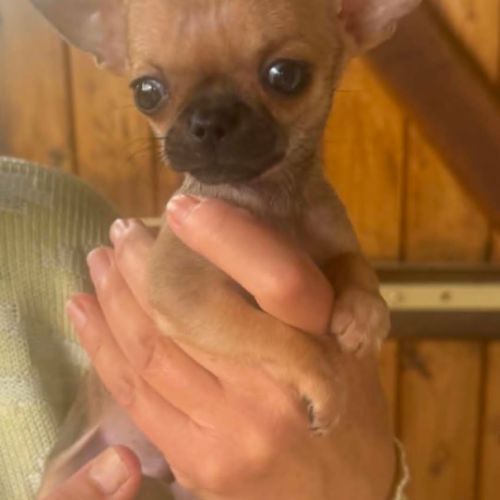 Superbes chiots chihuahua mâles et femelles #9
