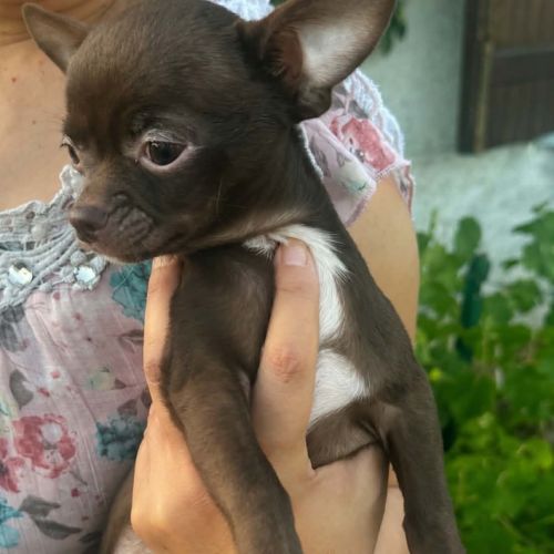 Superbes chiots chihuahua mâles et femelles #8