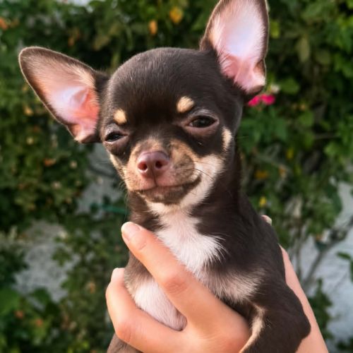 Superbes chiots chihuahua mâles et femelles #9