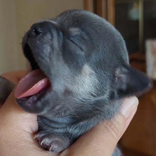 Superbes chiots chihuahua mâles et femelles #8