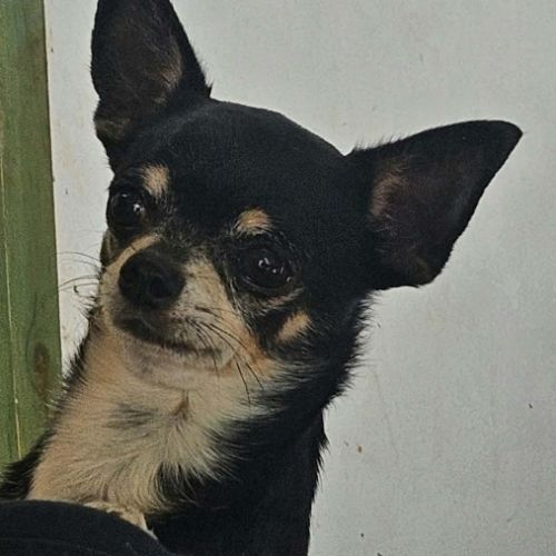 Superbes chiots chihuahua mâles et femelles #10
