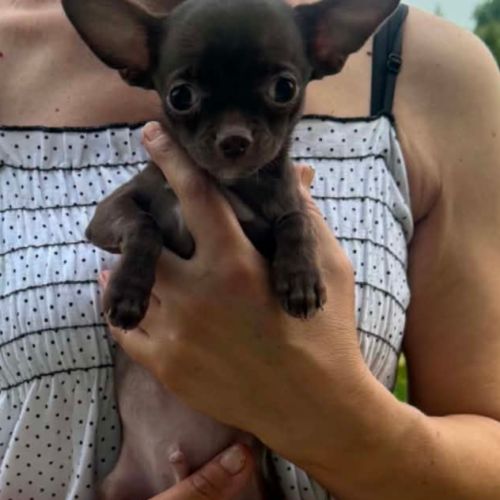Superbes chiots chihuahua mâles et femelles #3