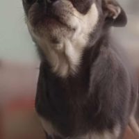 Superbes chiots chihuahua mâles et femelles #1