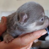 Superbes chiots chihuahua mâles et femelles #2