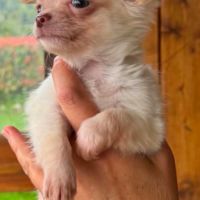 Superbes chiots chihuahua mâles et femelles #1
