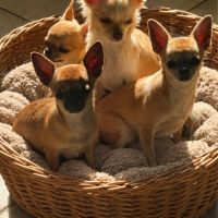 Superbes chiots chihuahua mâles et femelles #1