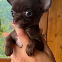 Superbes chiots chihuahua mâles et femelles #3