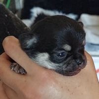 Superbes chiots chihuahua mâles et femelles #6