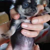 Superbes chiots chihuahua mâles et femelles #7