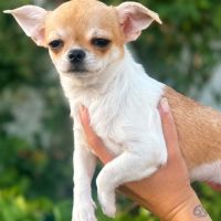 Superbes chiots chihuahua mâles et femelles #5