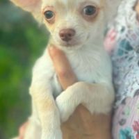 Superbes chiots chihuahua mâles et femelles #6
