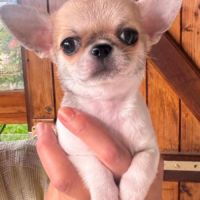Superbes chiots chihuahua mâles et femelles #8
