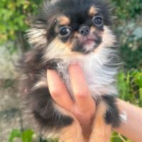 Superbes chiots chihuahua mâles et femelles