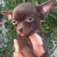 Superbes chiots chihuahua mâles et femelles #10