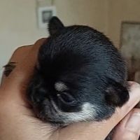 Superbes chiots chihuahua mâles et femelles #10