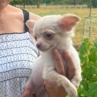 Superbes chiots chihuahua mâles et femelles #2