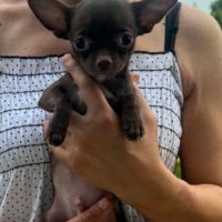 Superbes chiots chihuahua mâles et femelles #3