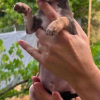 Superbes chiots chihuahua mâles et femelles #4