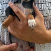 Superbes chiots chihuahua mâles et femelles #6