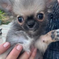 Superbes chiots chihuahua mâles et femelles #8
